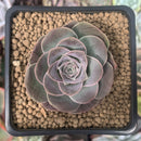 Greenovia 'El Hiero' 2" Succulent Plant