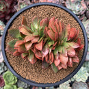 Echeveria 'Carnicolor' Crested 4" Succulent Plant