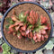Echeveria 'Carnicolor' Crested 4" Succulent Plant