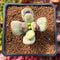 Cotyleydon Orbiculata 'Hoppi' Variegated 1"-2" Succulent Plant