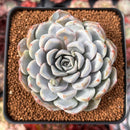 Echeveria 'Snow Bunny' 3" Powdery Succulent Plant