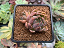 Echeveria Agavoides 'Magic Plot' 2" Succulent Plant