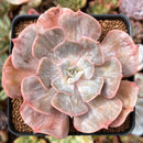 Echeveria 'Lilacina' Marble Variegated 3" Succulent Plant