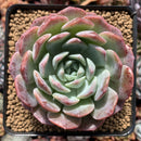 Echeveria sp. 4" Succulent Plant