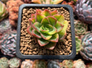 Echeveria 'Bob Jolly' Variegated 1" Succulent Plant