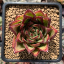 Echeveria Agavoides 'Lipstick' 2" Succulent Plant