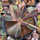 Echeveria 'Hanaikada' Variegated 4" Succulent Plant