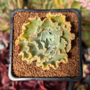 Echeveria 'Blue Curls' 1" Succulent Plant