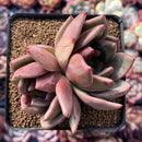 Echeveria 'White Champaign' 3" Cluster Succulent Plant