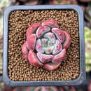Echeveria sp. 1" Succulent Plant