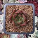 Echeveria Agavoides 'Jingle Bells' 1" New Hybrid