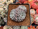 Echeveria 'Minima' 2"-3" Cluster Succulent Plant