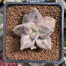 Echeveria 'Xichuensis' 2" Succulent Plant
