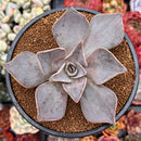 Echeveria 'Rodolfi' 4" Succulent Plant