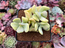 Sedum Allantoides 'Banana Beauty' 3" Cluster Succulent Plant