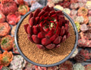 Echeveria Agavoides 'Johnny Walker' 4"-5" Succulent Plant