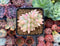 Echeveria 'Mebina' Variegated 1" Small Succulent Plant
