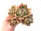Echeveria Agavoides Ebony Hybrid Cluster 5” Rare Succulent Plant