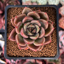 Echeveria Agavoides 'Black Tetra' 2" Succulent Plant