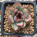 Echeveria Agavoides sp. Variegated 1" Succulent Plant