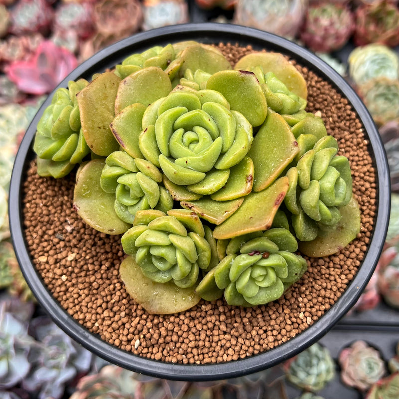 aeonium succulent plants Aeonium 'Lily Pad' 4"-5" Cluster Succulent Plant – True Succulents Plant Co