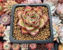 Echeveria Agavoides 'Toby' 1" Succulent Plant
