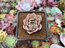 Echeveria 'Lilacina' x 'Rubin' Hybrid 1" Succulent Plant