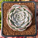 Echeveria 'Icy green' x 'Monroe' 2" Succulent Plant