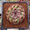 Echeveria Agavoides 'Amethyst' 1" Succulent Plant