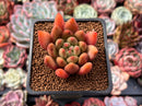 Echeveria Agavoides 'Shooting Star' 1"-2" Succulent Plant