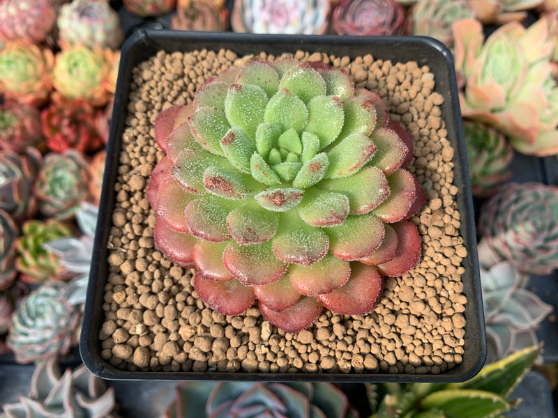christmas carol succulent Echeveria 'Christmas Carol' 3" Succulent Plant – True Succulents Plant Co