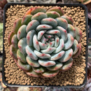 Echeveria 'Laui x Lindsayana' 3" Powdery Succulent Plant