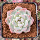 Echeveria 'Icy Green' 2"-3" Succulent Plant