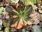 Echeveria 'Primadonna' Variegated 6" Large Specimen Succulent Plant
