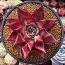 Echeveria Agavoides 'Akadora' 4" Succulent Plant