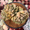 Echeveria Agavoides 'Walshire' Crested 4" Succulent Plant