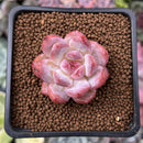Echeveria 'Orange Monroe' 1" Succulent Plant