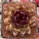 Echeveria Agavoides 'Black Queen' 3" Succulent Plant