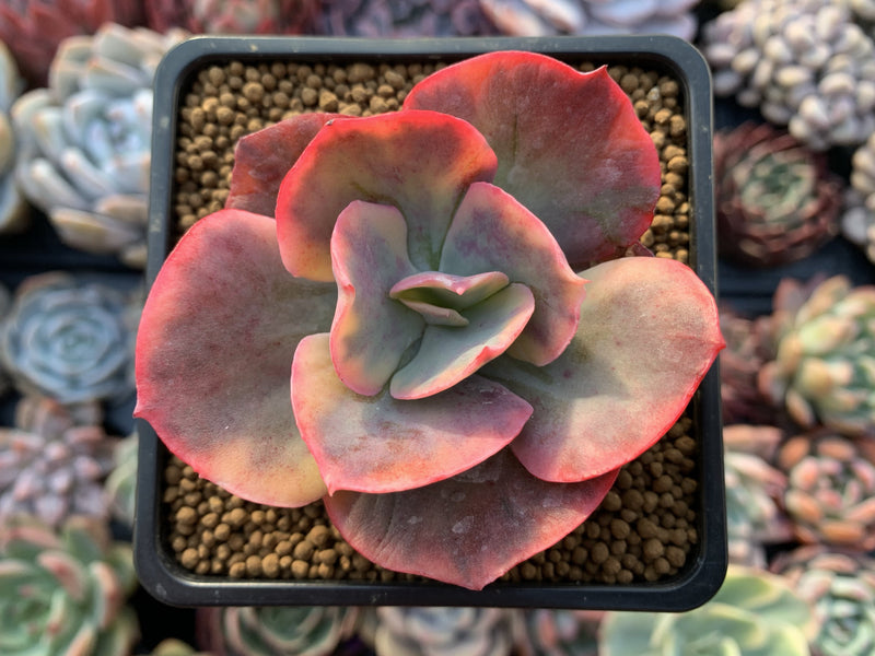 harry butterfield succulent Echeveria 'Harry Butterfield' Variegated 3" Succulent Plant – True Succulents Plant Co