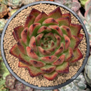 Echeveria Agavoides 'Morgain' 5" Large Succulent Plant