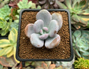 Echeveria 'Raon' 1" Succulent Plant