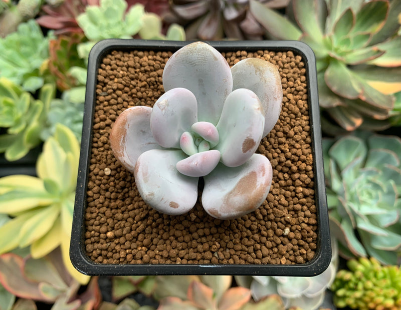 Echeveria 'Raon' 1