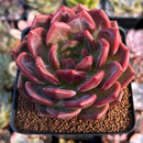 Echeveria 'Sharman' 3" Succulent Plant