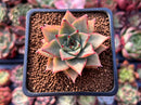 Echeveria Agavoides 'Red Pop' 2" Succulent Plant