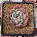 Echeveria 'Morikone' 1"-2" Succulent Plant