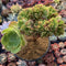 Aeonium 'Halloween' Large Crested Cluster 6" Succulent Plant