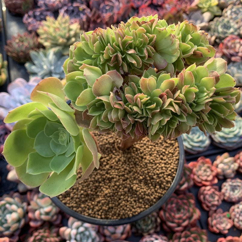 aeonium succulent plants Aeonium 'Halloween' Large Crested Cluster 6" Succulent Plant – True Succulents Plant Co