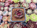 Echeveria 'Fushike' 1" New Hybrid Succulent Plant