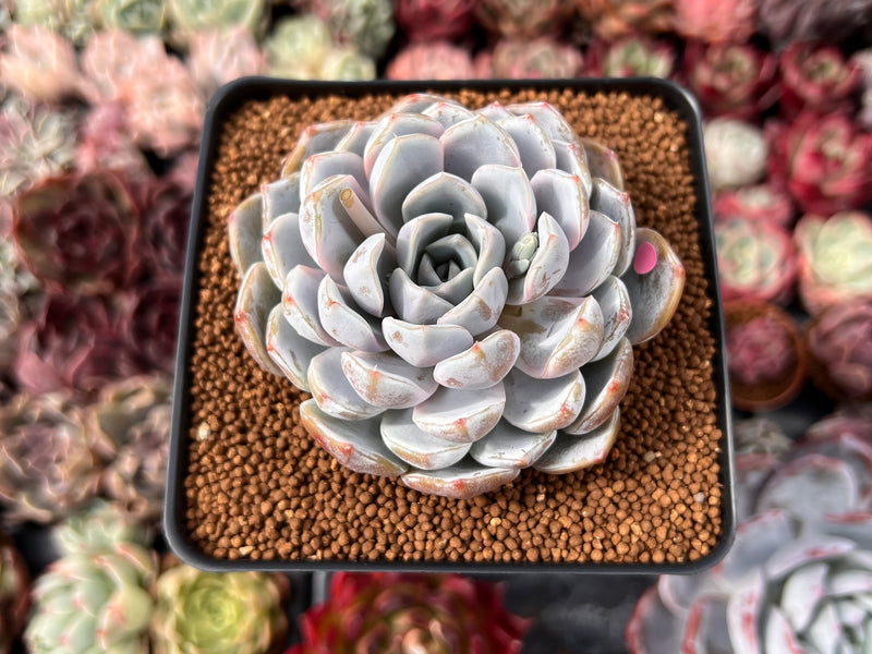 Echeveria 'Snow Bunny' 3