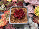 Echeveria Agavoides 'Fire Eagle' 1" Succulent Plant